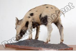 Pig body photo reference 0001